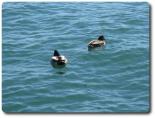 IMG_0694_1.JPG