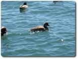 IMG_0695_1.JPG